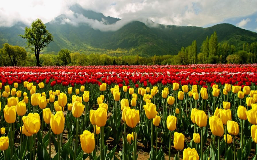 Kashmir Incredible tour package